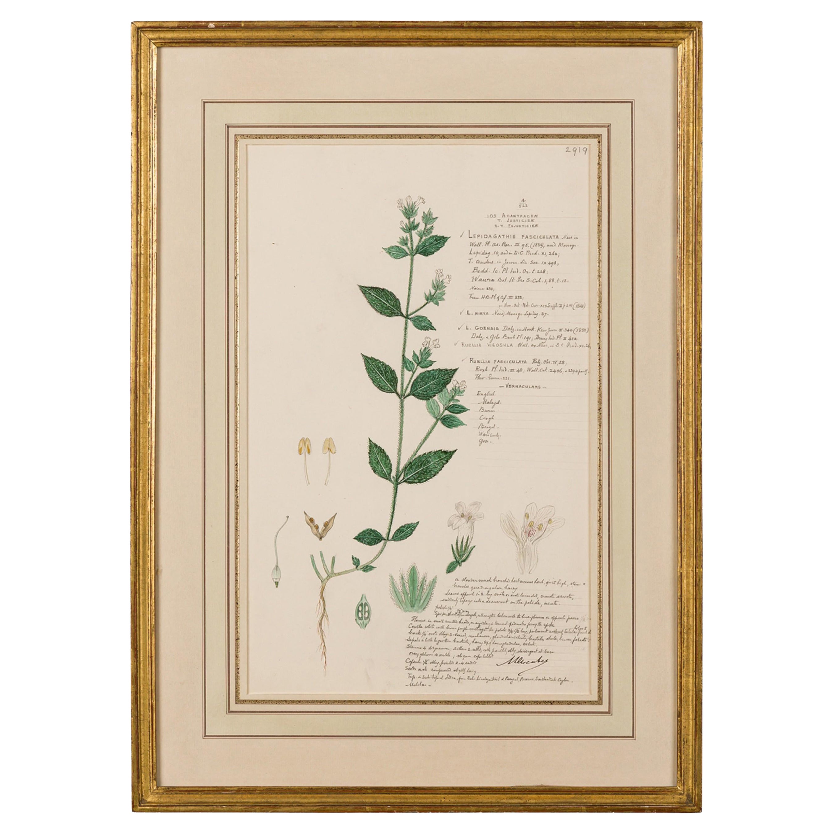Framed Victorian 19th Century Botanical Drawing, "Lepidagathis Fasciculata"