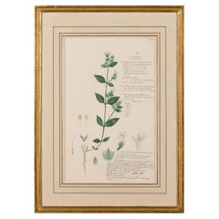 Framed Victorian 19th Century Botanical Drawing, "Lepidagathis Fasciculata"