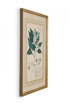 Framed Victorian 19th Century Botanical Drawing, "Lepidagathis Walkeriana"