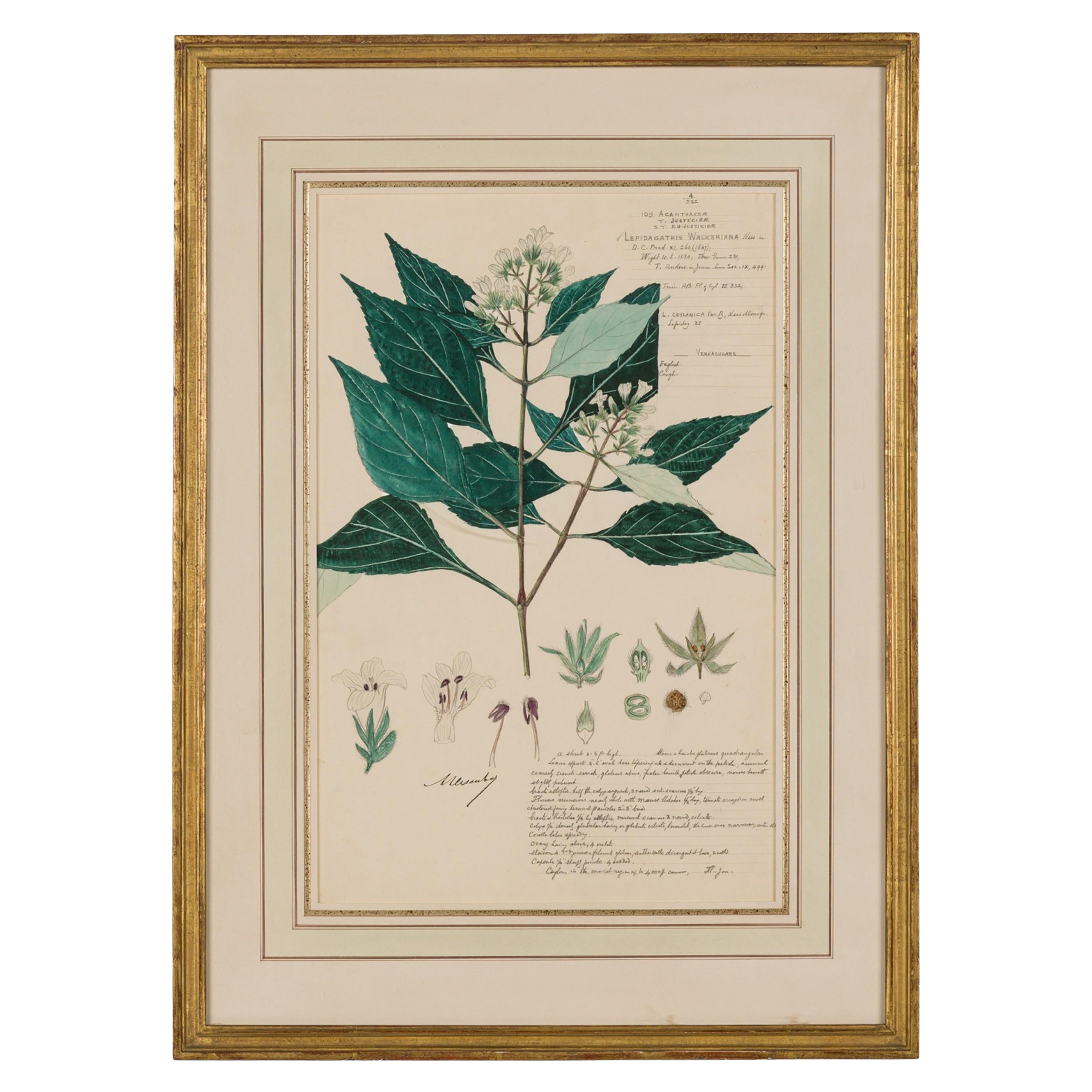 Framed Victorian 19th Century Botanical Drawing, "Lepidagathis Walkeriana"