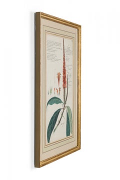 Framed Victorian 19th Century Botanical Drawing, "Phlogacanthus Thyrsiflorus"