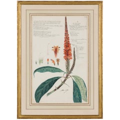 Framed Victorian 19th Century Botanical Drawing, "Phlogacanthus Thyrsiflorus"