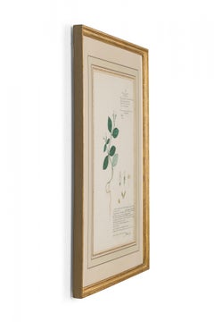 Framed Victorian 19th Century Botanical Drawing, "Ptyssiglottis Radicosa"
