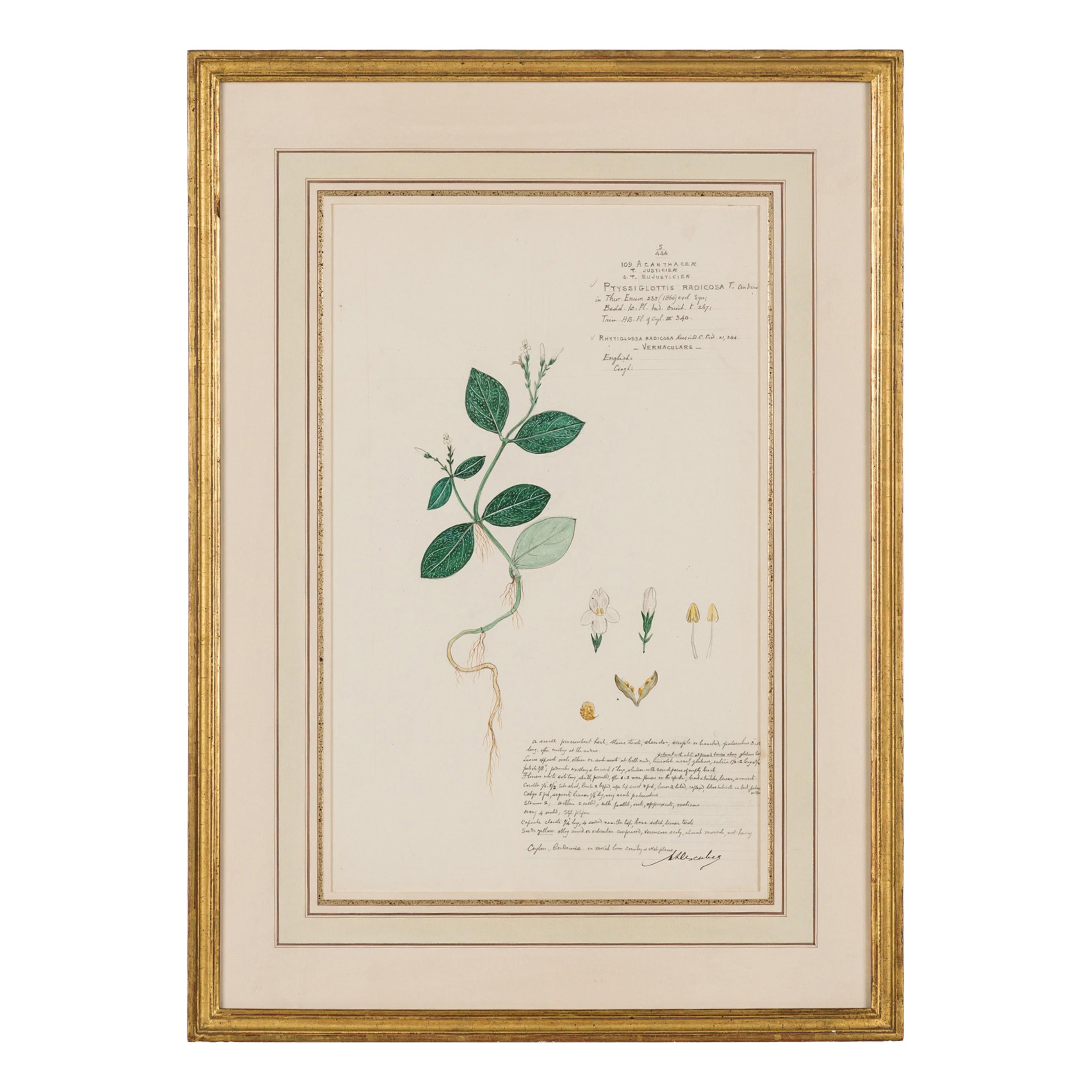 Framed Victorian 19th Century Botanical Drawing, "Ptyssiglottis Radicosa" For Sale