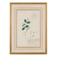 Framed Victorian 19th Century Botanical Drawing, "Ptyssiglottis Radicosa"