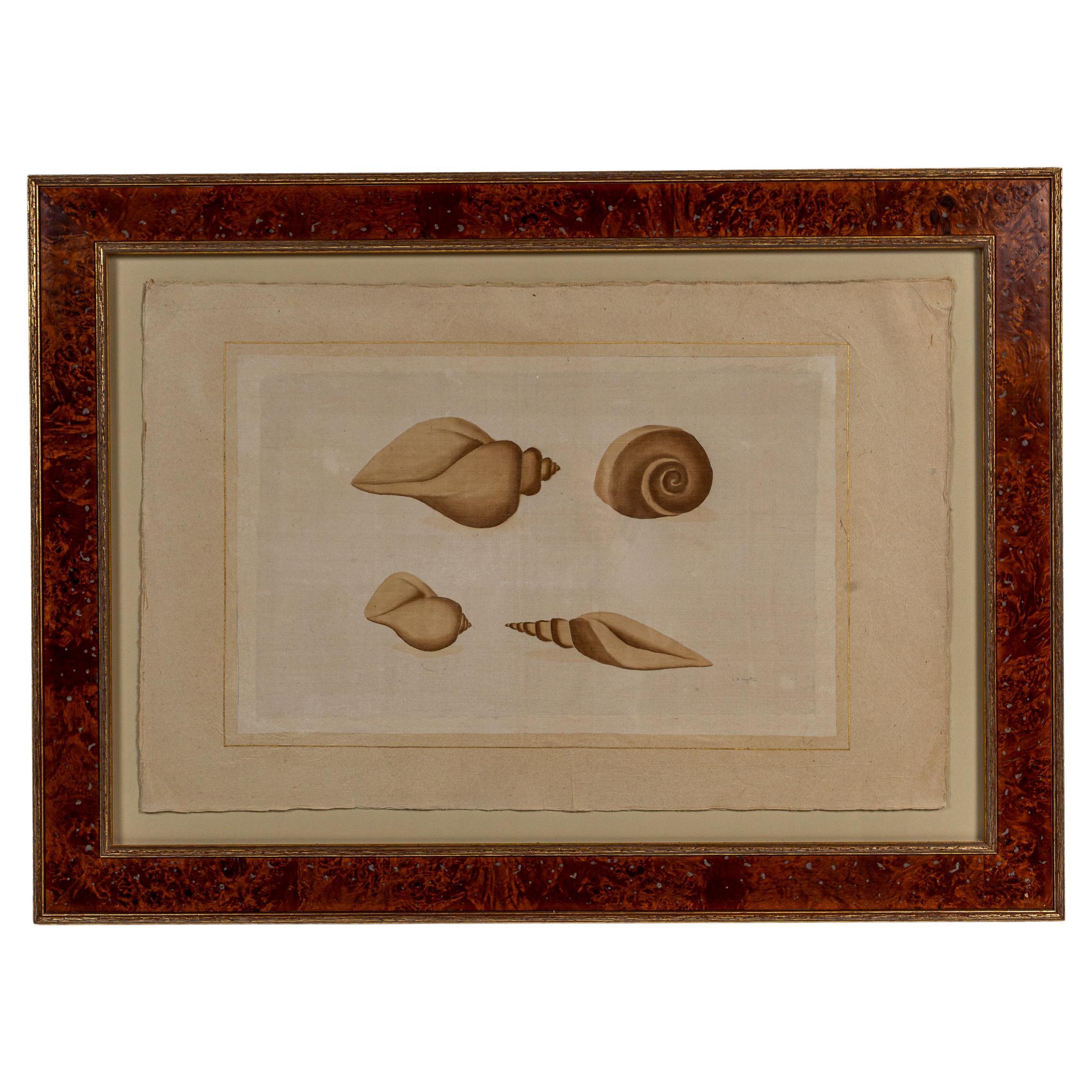 Framed Watercolor Shell Specimens, La Roche Laffitte, France, 20th Century