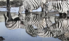 Zebras, serigrafia fotorealista di Fran Bull