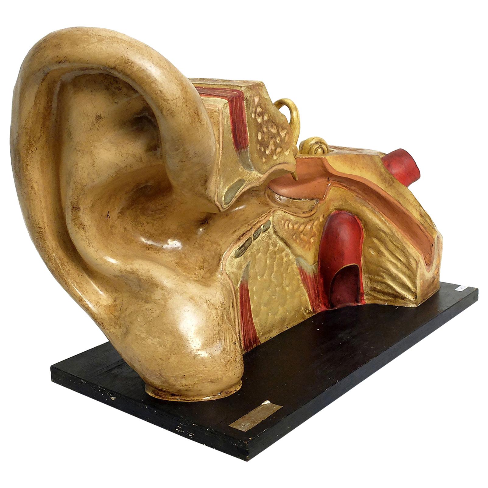 France End of the 19th Century, an Anatomic Model External and Internal Ear