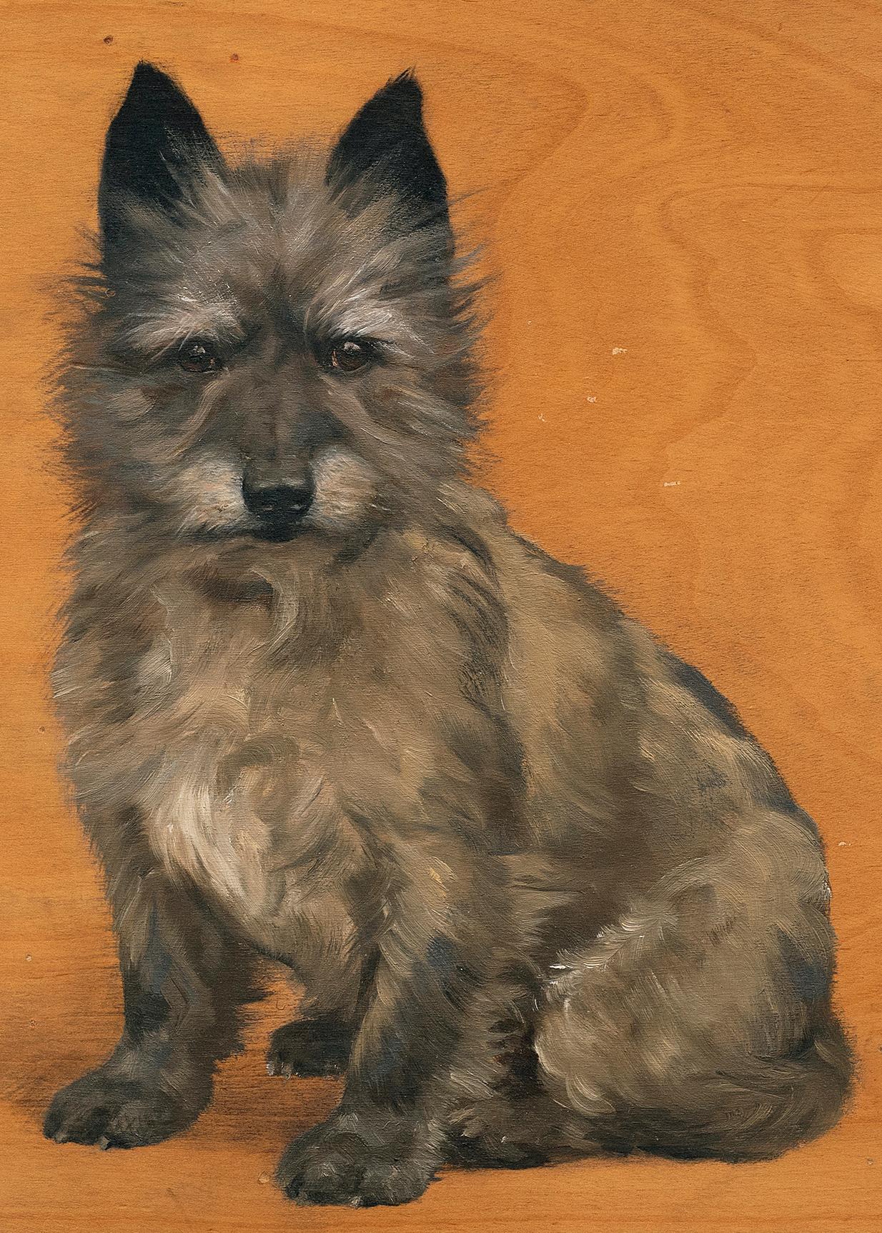 cairn terrier for sale