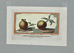 Antiquités de l'Herculanum - gravure originale de F. Cepparuli - 18ème siècle