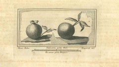 Antiquités de l'Herculanum - gravure originale de F. Cepparuli - 18ème siècle