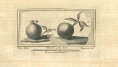 Antichità di Ercolano - Acquaforte originale di F. Cepparuli - 18° secolo