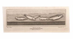 Dekoration mit Fischen – Radierung von F. Cepparuli – 18. Jahrhundert