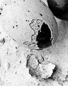 „Century Eggs“, zeitgenössischer digitaler Silberdruck, Schwarz-Weiß-Fotografie