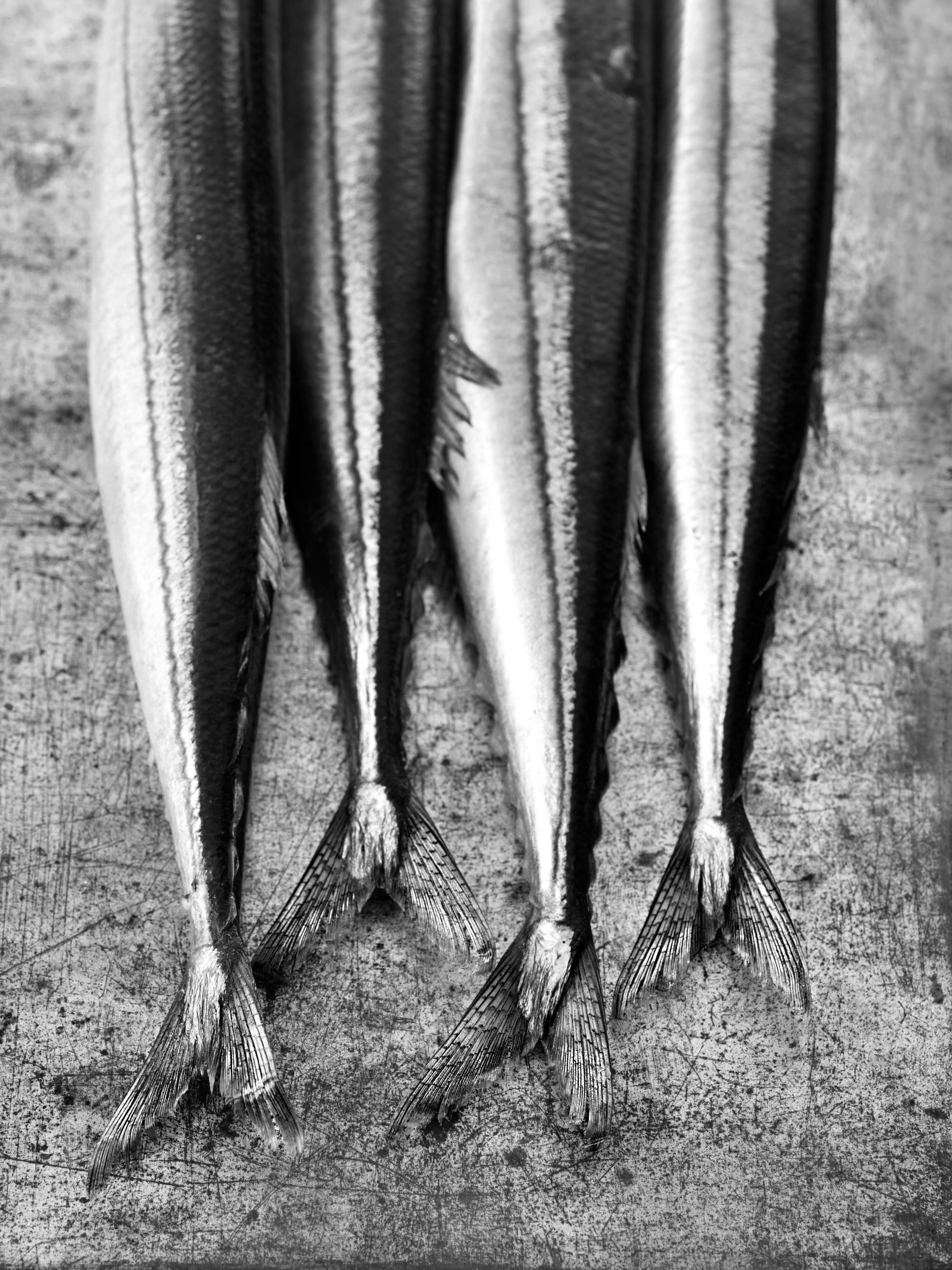 "Fish Tails", Contemporary, Digital Silver Print, Black and White Photograph