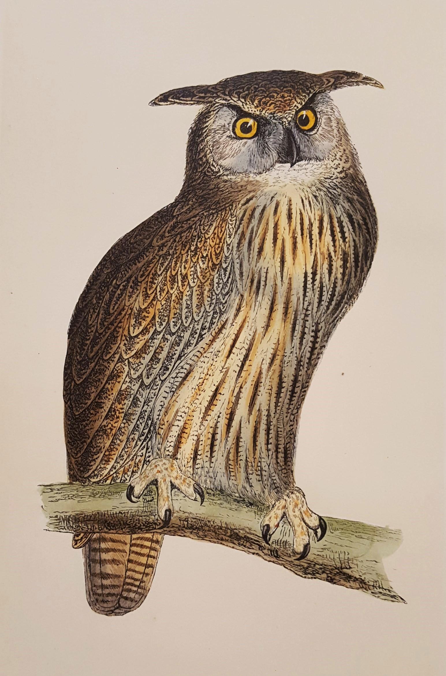 Francis Morris Animal Print - Eagle Owl