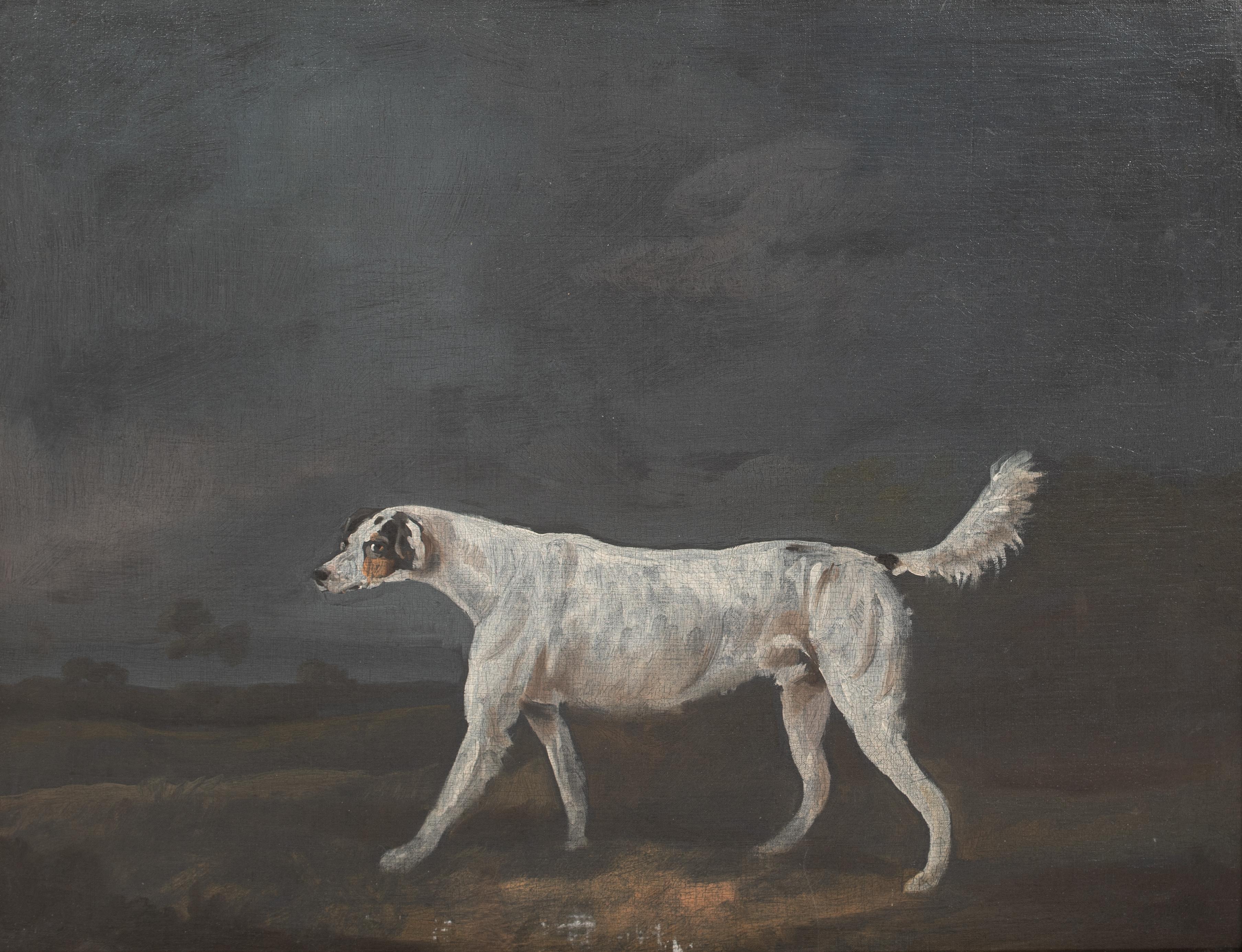 Il Foxhound preferito, 18° secolo  attribuito a Francis Sartorius I 2