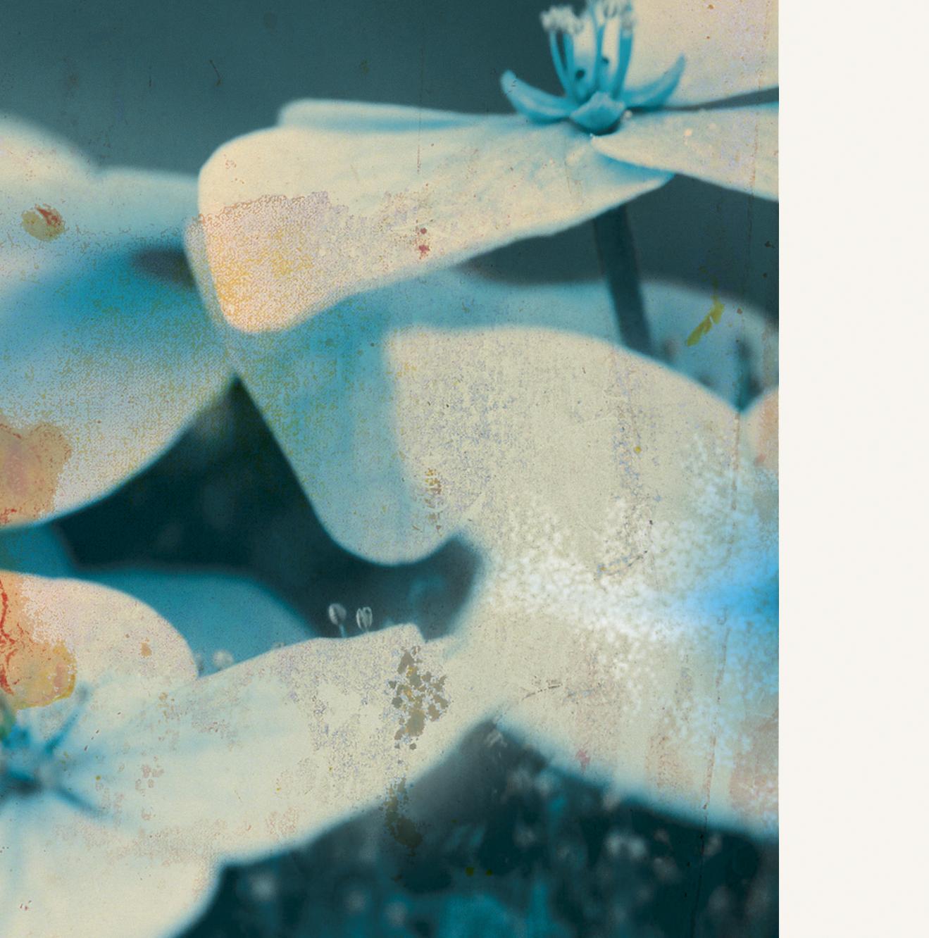 Blumen 19

Digitaler Pigmentdruck mit Ultrachrome-Tinte auf Fabriano Rosaspina-Papier. Vom Künstler handsigniert, mit Echtheitszertifikat.  (Ungerahmt)

Seine Werke wurden im Reina Sofía Museum in Madrid, in der Royal Academy of London, im Arco