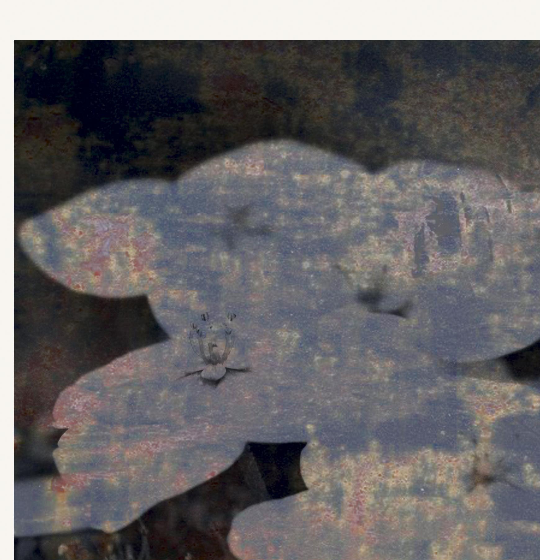 Blumen 06, 2019
auflage von 25

Digitaler Pigmentdruck mit Ultrachrome-Tinte auf Fabriano Rosaspina-Papier. Handsigniert vom Künstler, mit Echtheitszertifikat.  (Ungerahmt)

Seine Werke wurden im Reina Sofía Museum in Madrid, in der Royal Academy of
