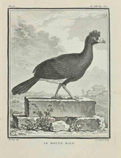 Le Hocco Male - Etching by François Hubert - 1771