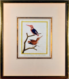 Francois Nicholas Martinet Bird Engraving, circa 1770