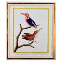 Francois Nicholas Martinet Bird Engraving, circa 1770