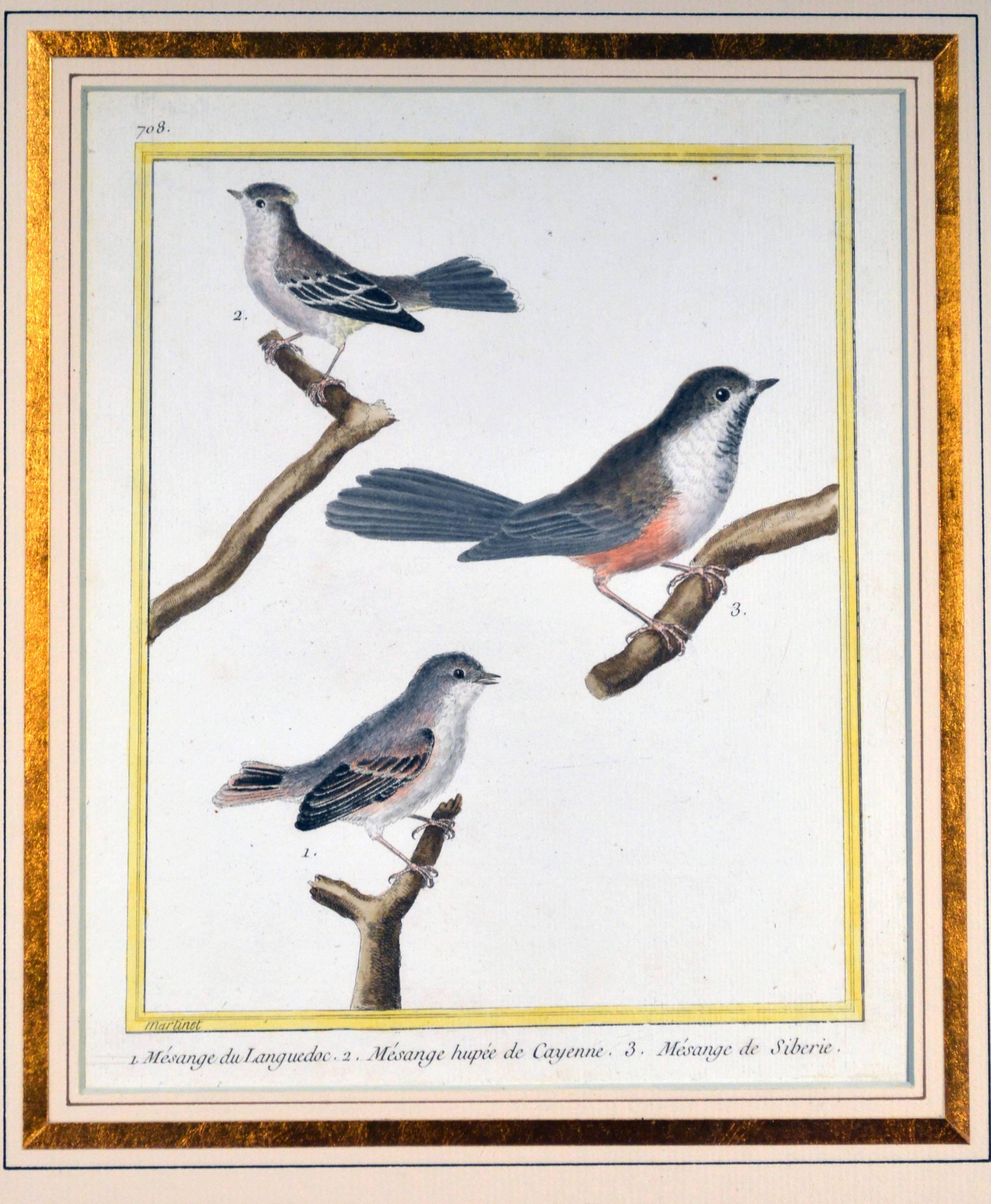 Paper Francois Nicholas Martinet Bird Engravings, Set of Six, circa 1770