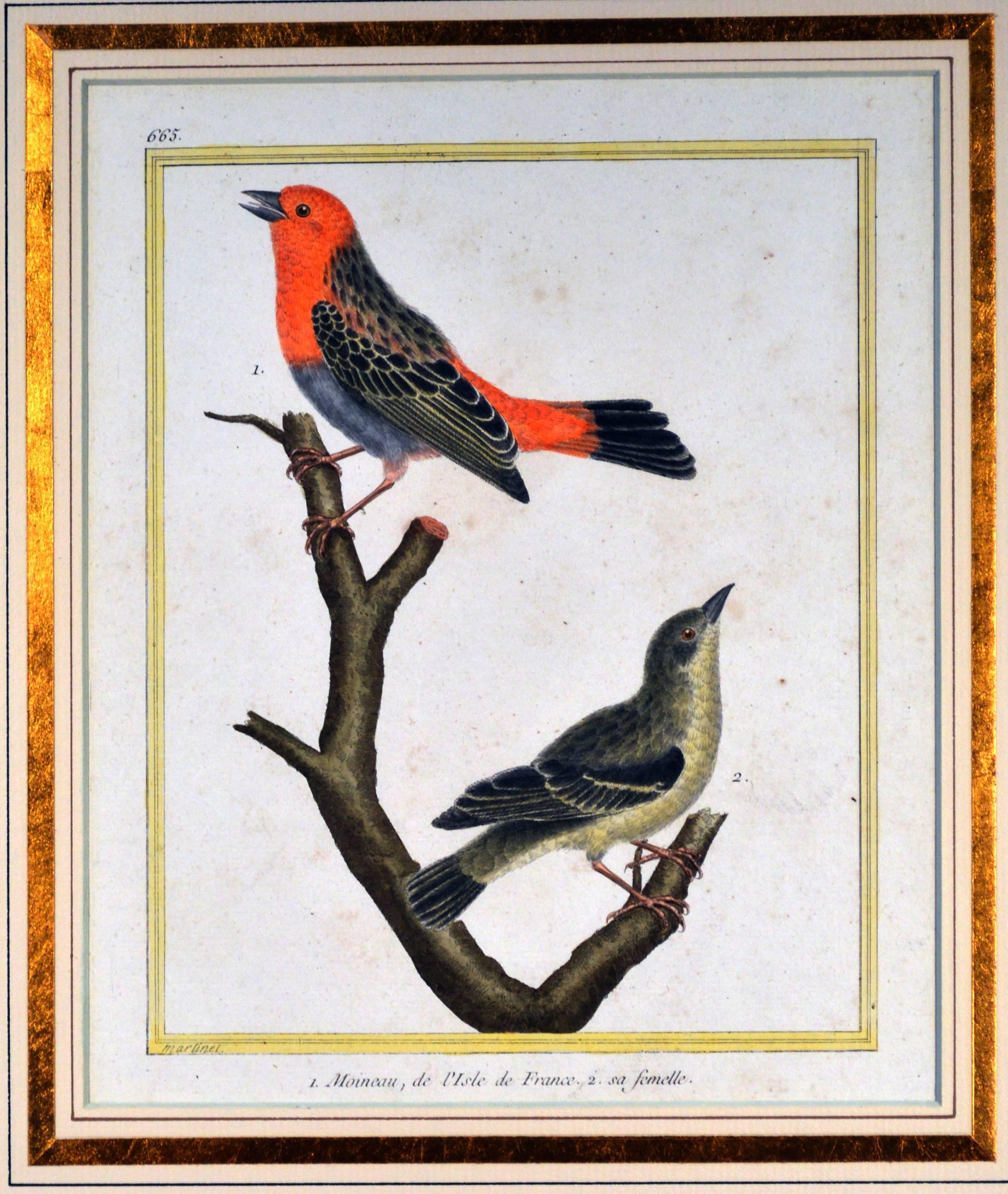 Francois Nicholas Martinet Bird Engravings, Set of Six, circa 1770 2