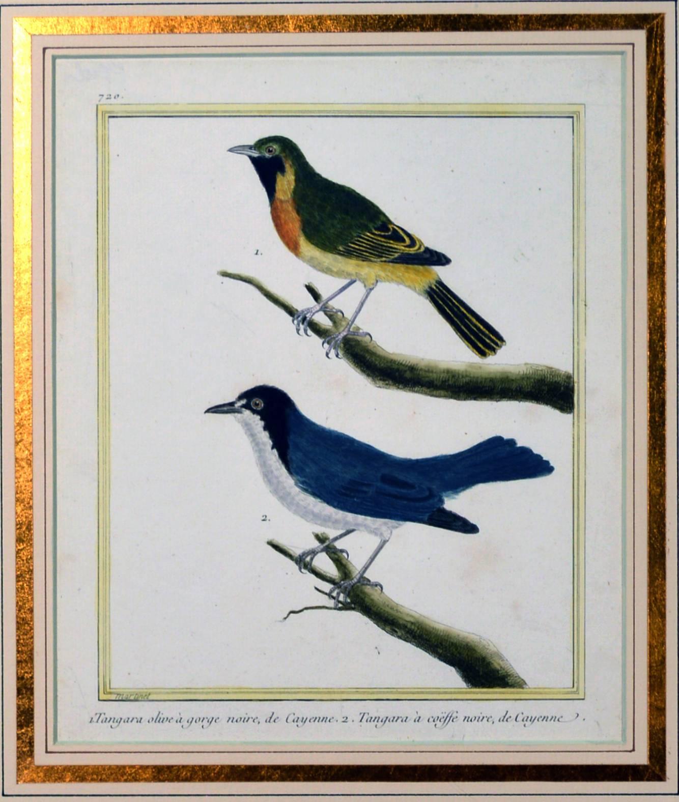 Francois Nicholas Martinet Bird Engravings, Set of Six, circa 1770 3