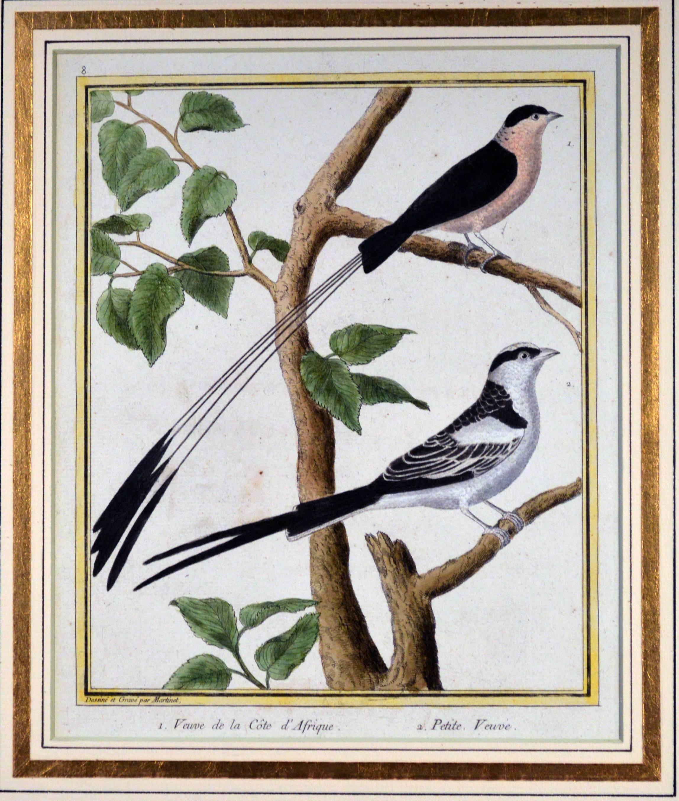 Francois Nicholas Martinet bird engravings,
Set of six,
circa 1770.

This a set of six but we have another set listed separately which match these to make twelve.

The framed Francois Martinet engravings From Buffon's Historie Naturelle des Oiseaux
