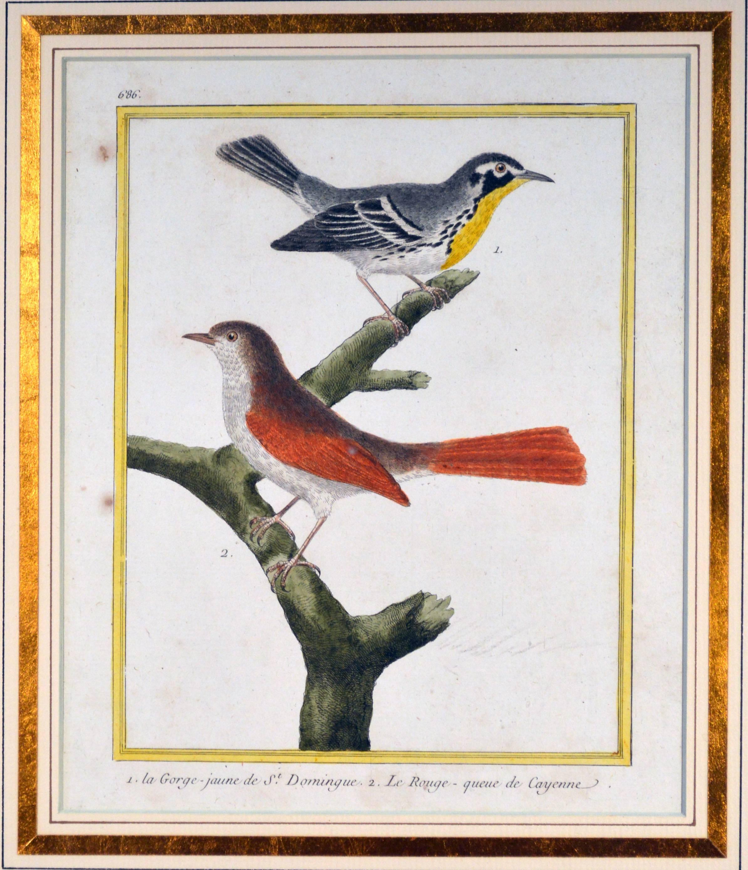 Francois Nicholas Martinet bird engravings, 
set of six, 
circa 1770.

This is a set of six but we have another set of six with the same frames to make a bigger set of twelve.

The framed Francois Martinet engravings from Buffon's Historie