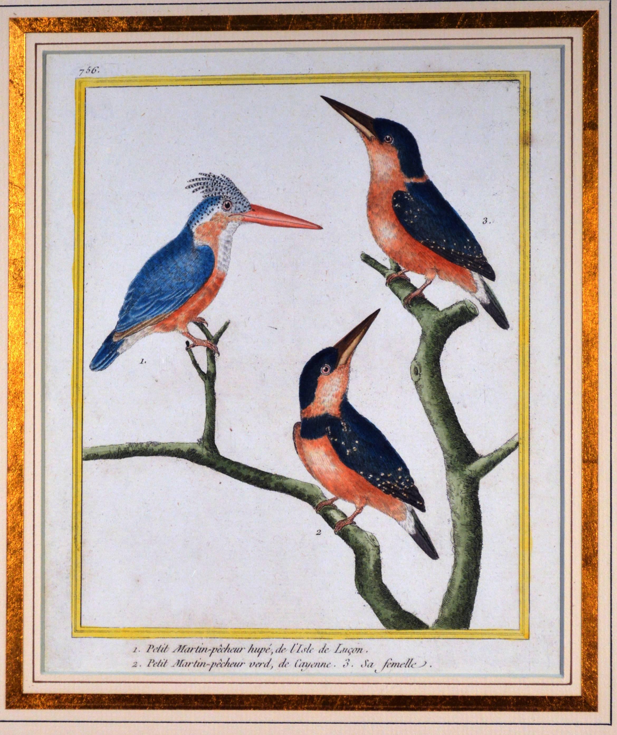 Georgian Francois Nicholas Martinet Bird Engravings, Set of Six, circa 1770