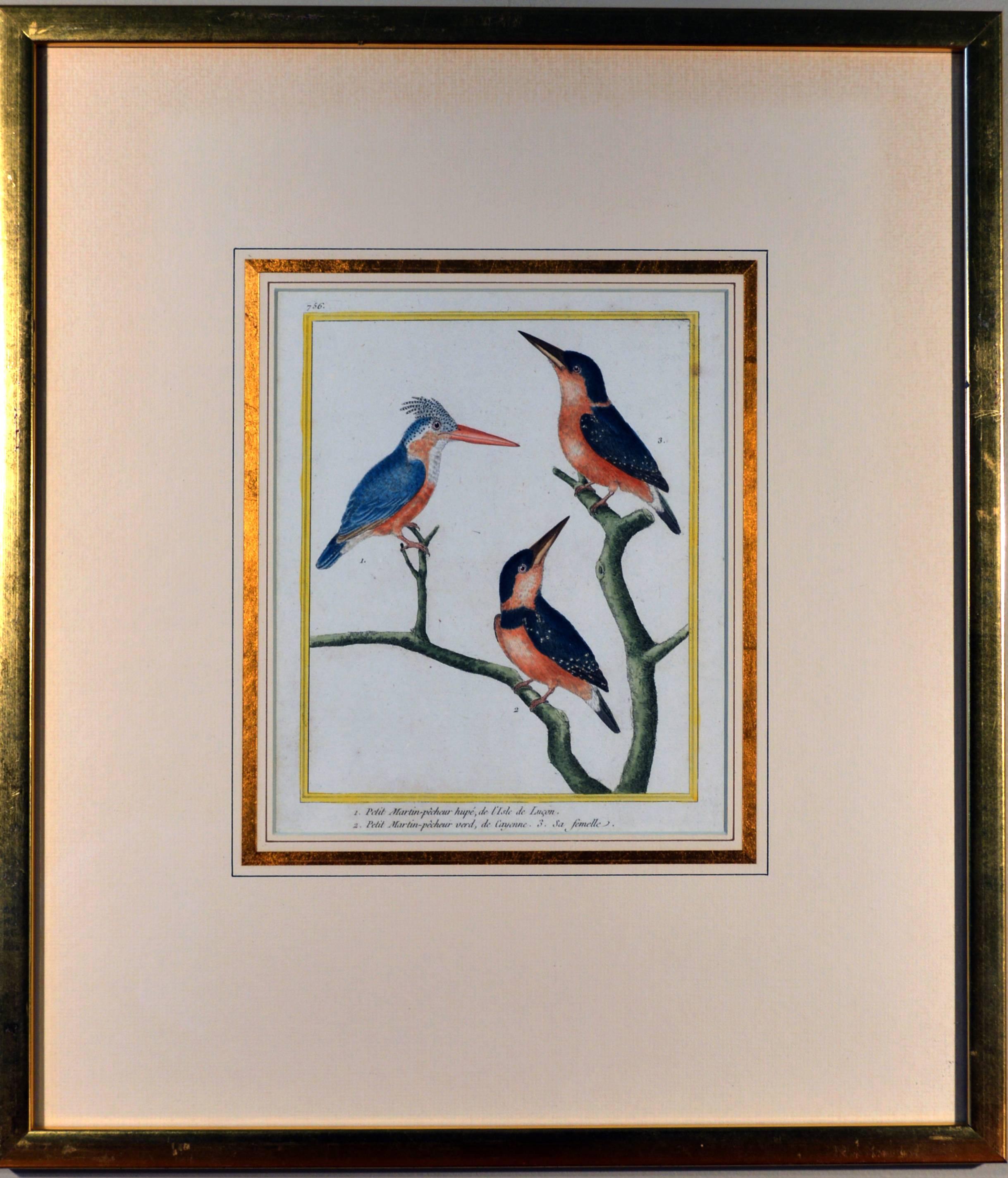 French Francois Nicholas Martinet Bird Engravings, Set of Six, circa 1770