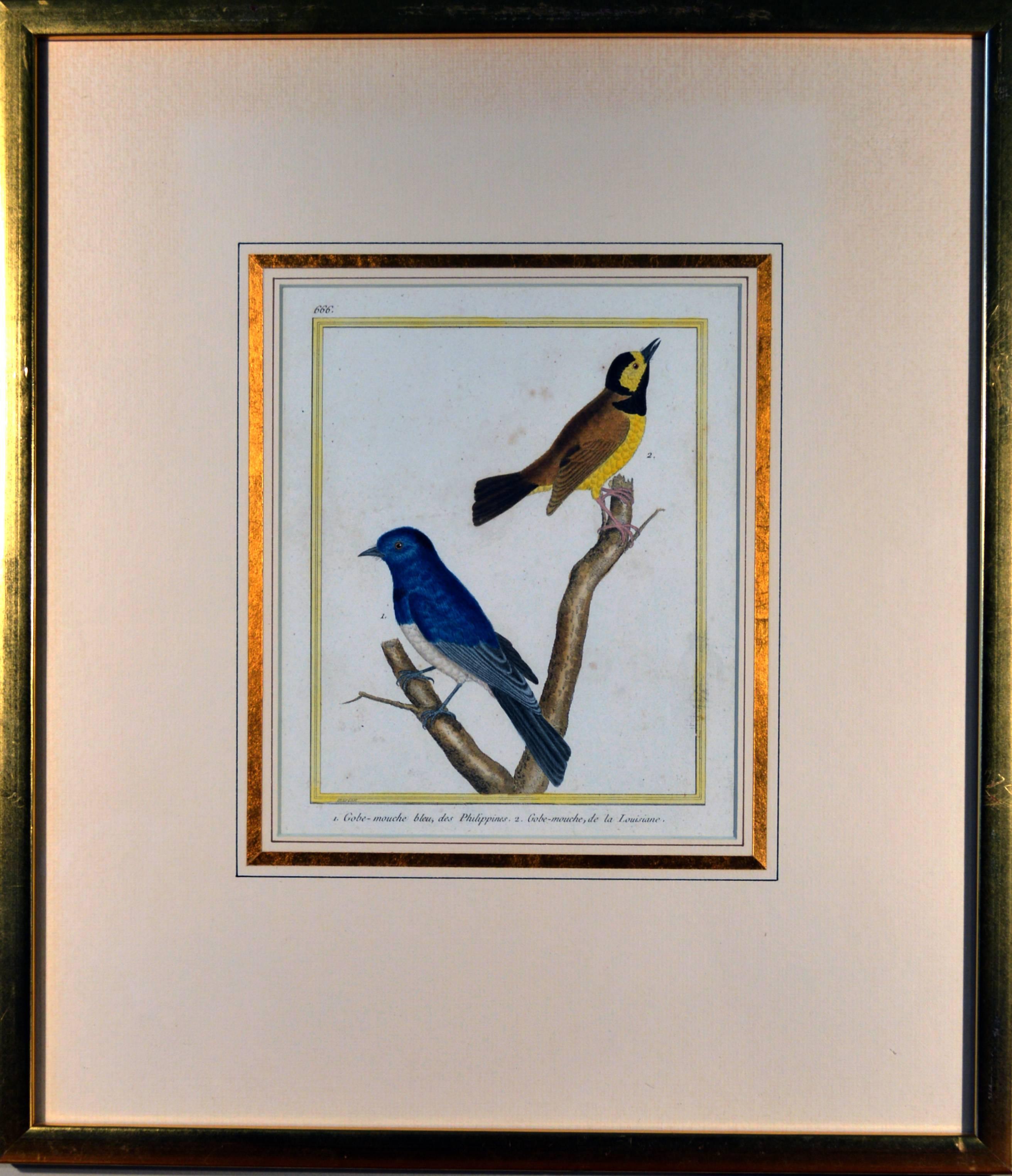 Francois Nicholas Martinet Bird Engravings, Set of Six, circa 1770 In Good Condition In Downingtown, PA