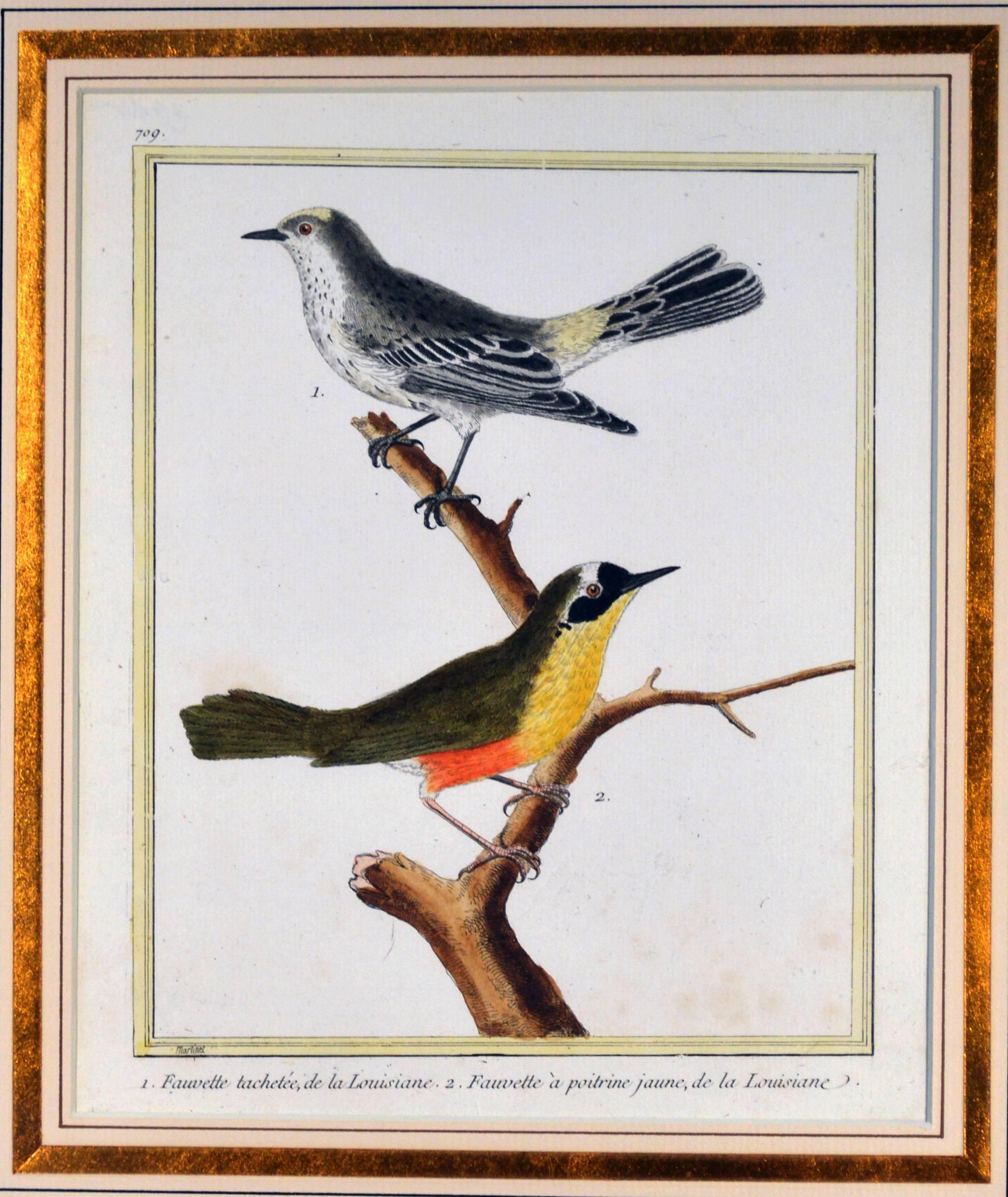 Francois Nicholas Martinet Bird Engravings, Set of Six, circa 1770 In Good Condition In Downingtown, PA