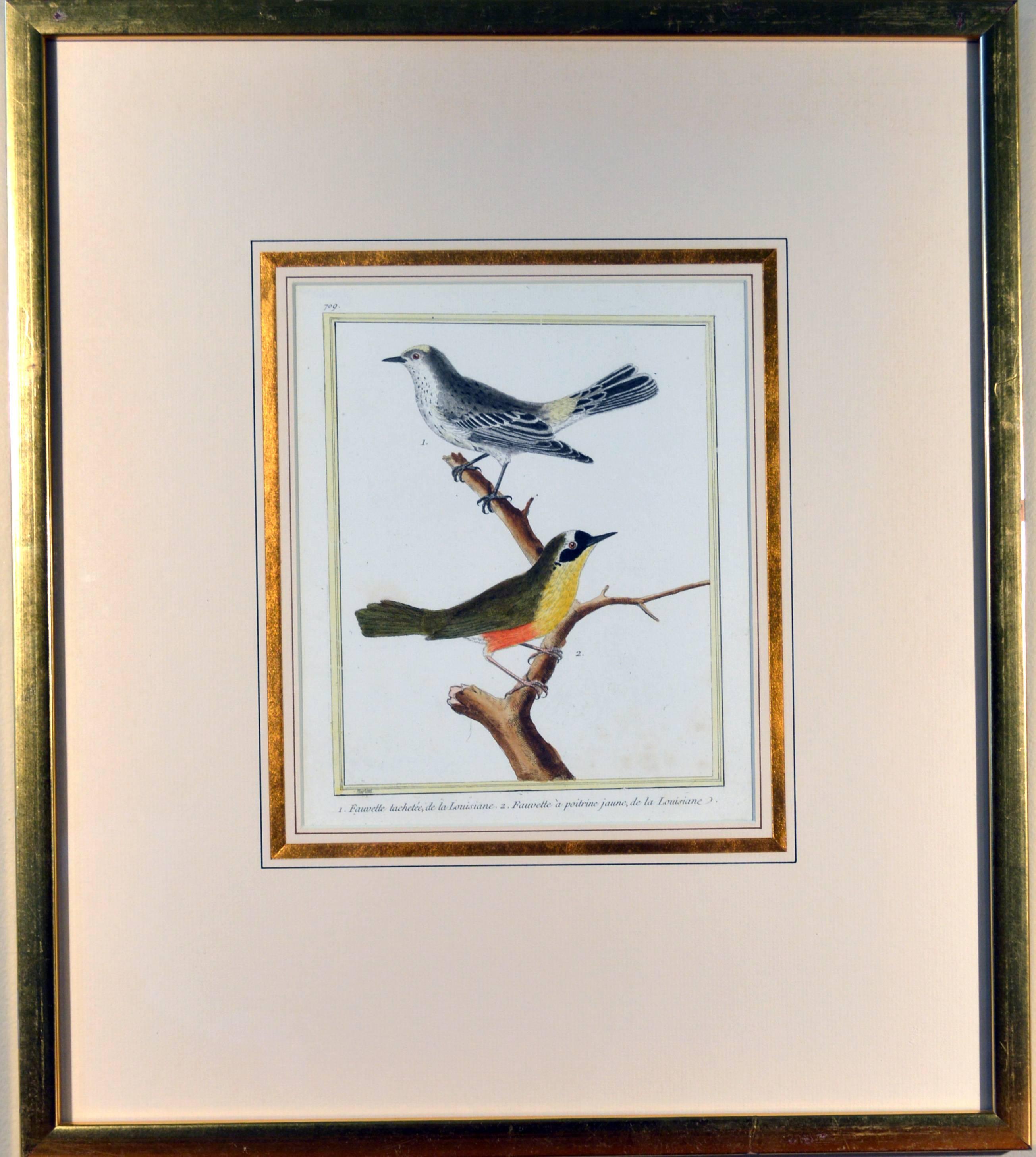 Late 18th Century Francois Nicholas Martinet Bird Engravings, Set of Six, circa 1770