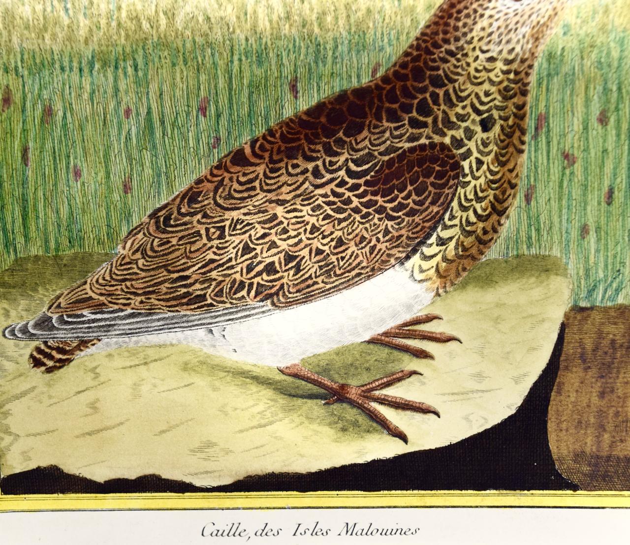 A Falkland Island Quail: An 18th Century Hand-colored Engraving by Martinet - Naturalistic Print by Francois Nicolas Martinet