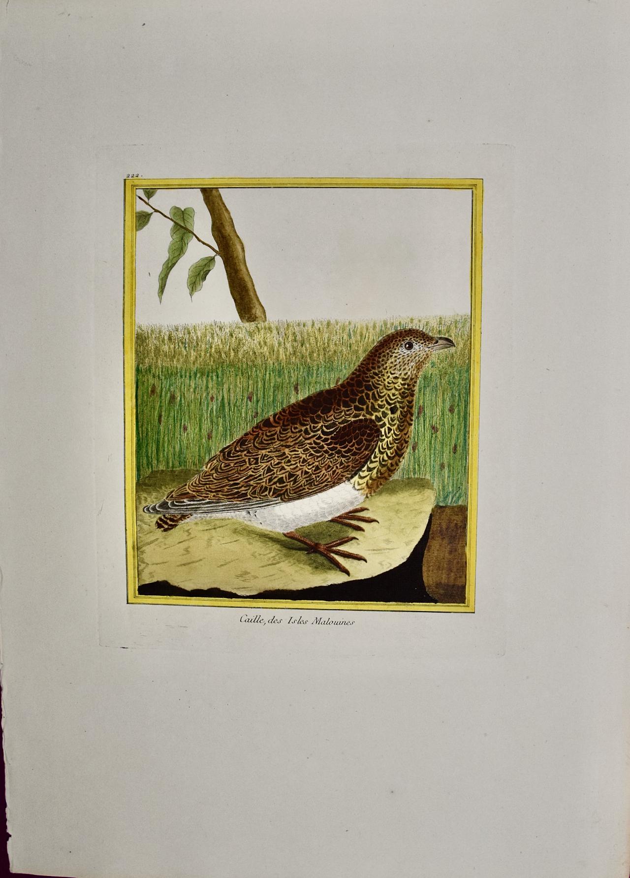 A Falkland Island Quail: An 18th Century Hand-colored Engraving by Martinet - Print by Francois Nicolas Martinet