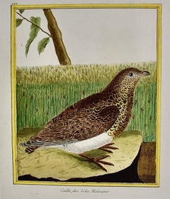 A Falkland Island Quail: An 18th Century Hand-colored Engraving by Martinet