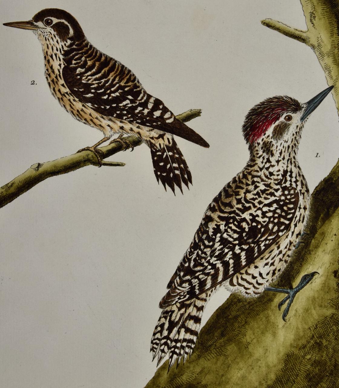 Paire de cerfs-volants : une gravure d'oiseaux du 18e siècle colorée à la main par Martinet - Print de Francois Nicolas Martinet