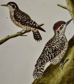 A Pair of Woodpeckers: An 18th Century Hand-colored Bird Engraving by Martinet