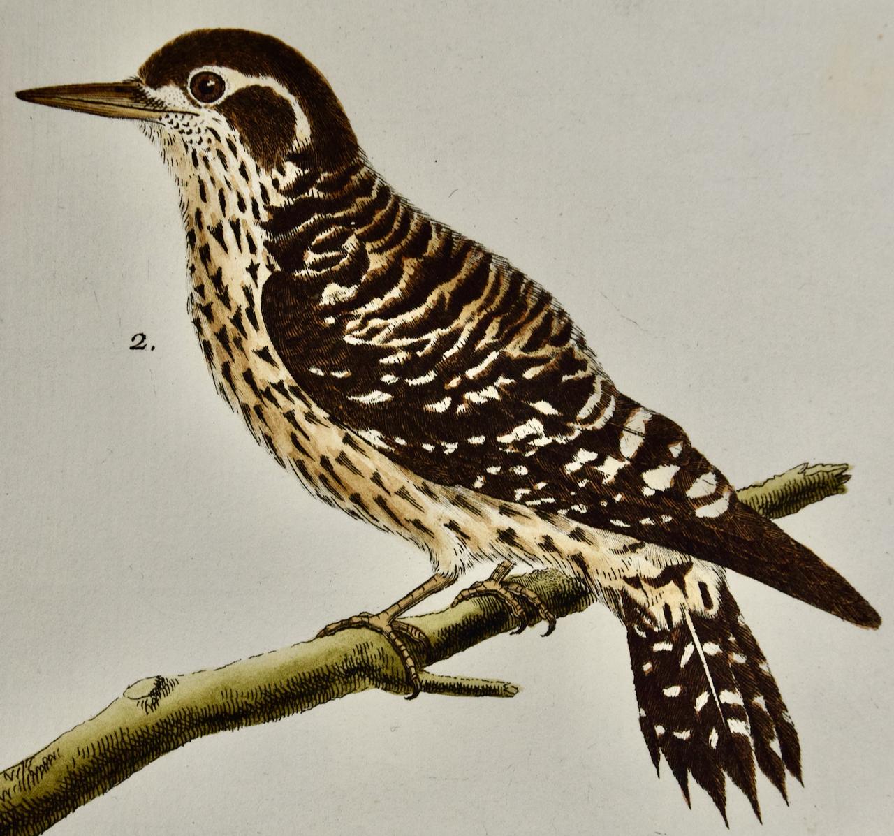 Paire de cerfs-volants : une gravure d'oiseaux du 18e siècle colorée à la main par Martinet - Naturalisme Print par Francois Nicolas Martinet