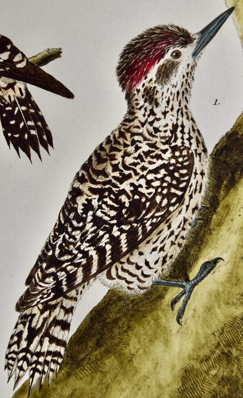 Paire de cerfs-volants : une gravure d'oiseaux du 18e siècle colorée à la main par Martinet - Gris Animal Print par Francois Nicolas Martinet