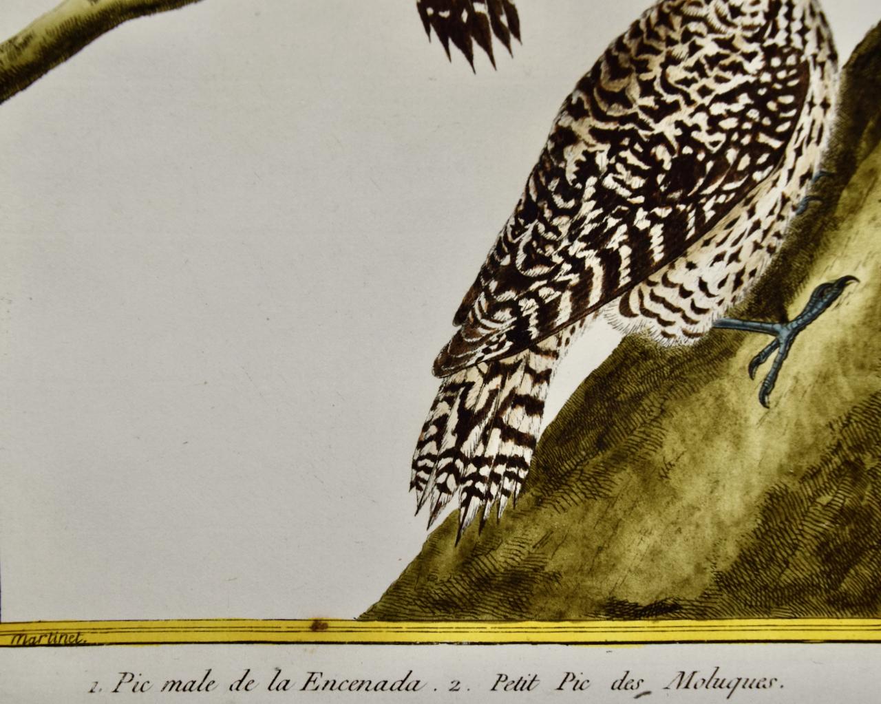Il s'agit d'une gravure sur cuivre originale du XVIIIe siècle, colorée à la main, représentant un pic mâle et une femelle, intitulée 