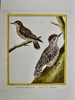 Paire de cerfs-volants : une gravure d'oiseaux du 18e siècle colorée à la main par Martinet