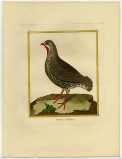African Partridge by Martinet - Handcoloured engraving - 18th century