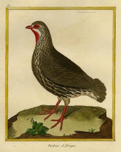 African Partridge by Martinet - Handcoloured engraving - 18th century