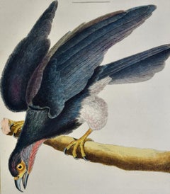 Amerikanischer Adler: Eine handkolorierte Vogelgravur von Martinet aus dem 18.