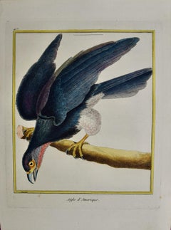 L'aigle américain : une gravure d'oiseaux colorée à la main du 18e siècle par Martinet