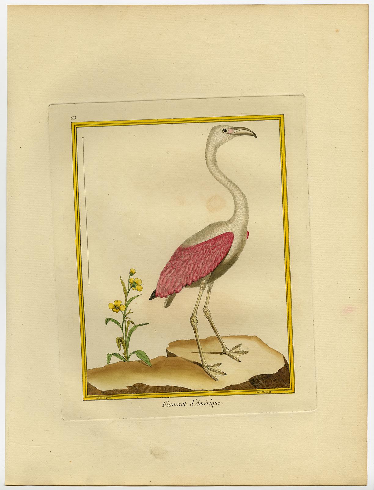 American Flamingo by Martinet - Handcoloured engraving - 18th century - Print by Francois Nicolas Martinet